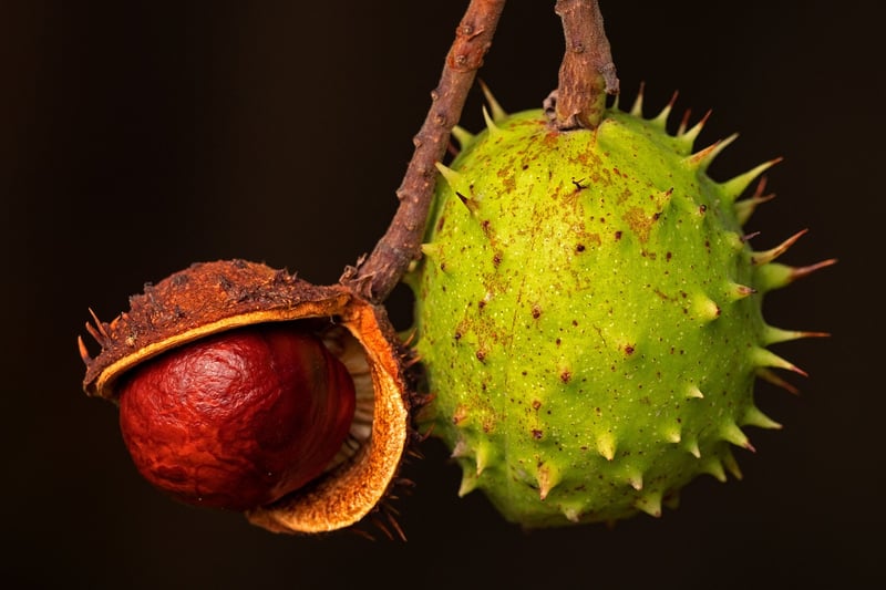 Fresh Fruits